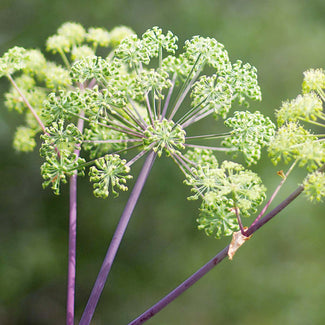 Angelica