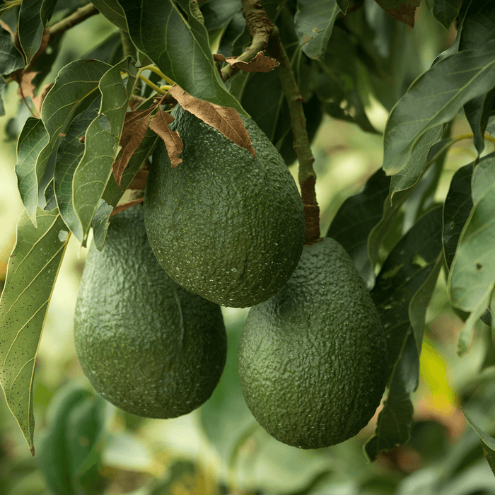 Avocados