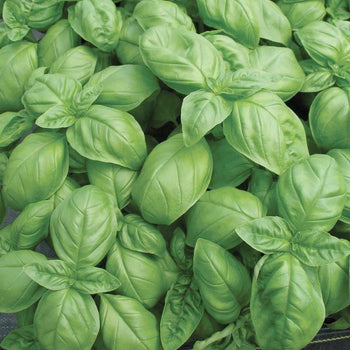 Basil Genovese Italian Classico Ocimum basilicum Roger s Gardens