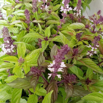 Basil - Mexican Cinnamon