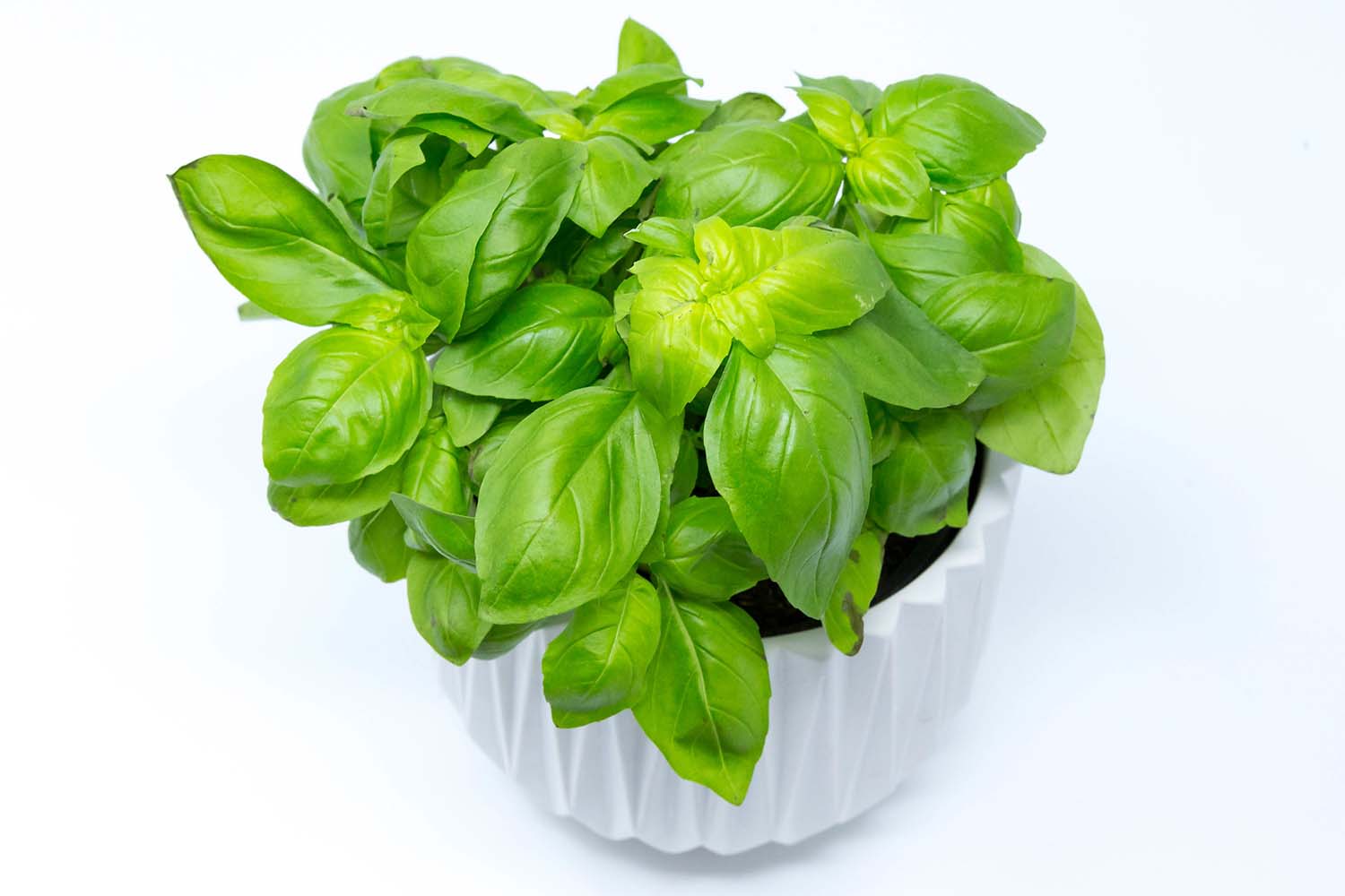 Basil Beyond Pesto