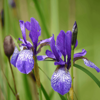 Bearded_Iris