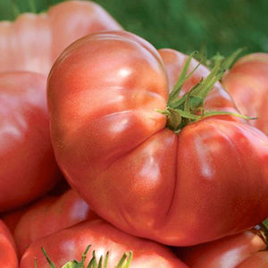 Buy Beefsteak Tomatoes