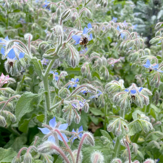 Borage