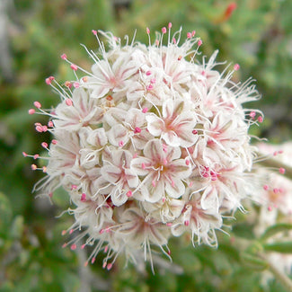 California Buckwheat