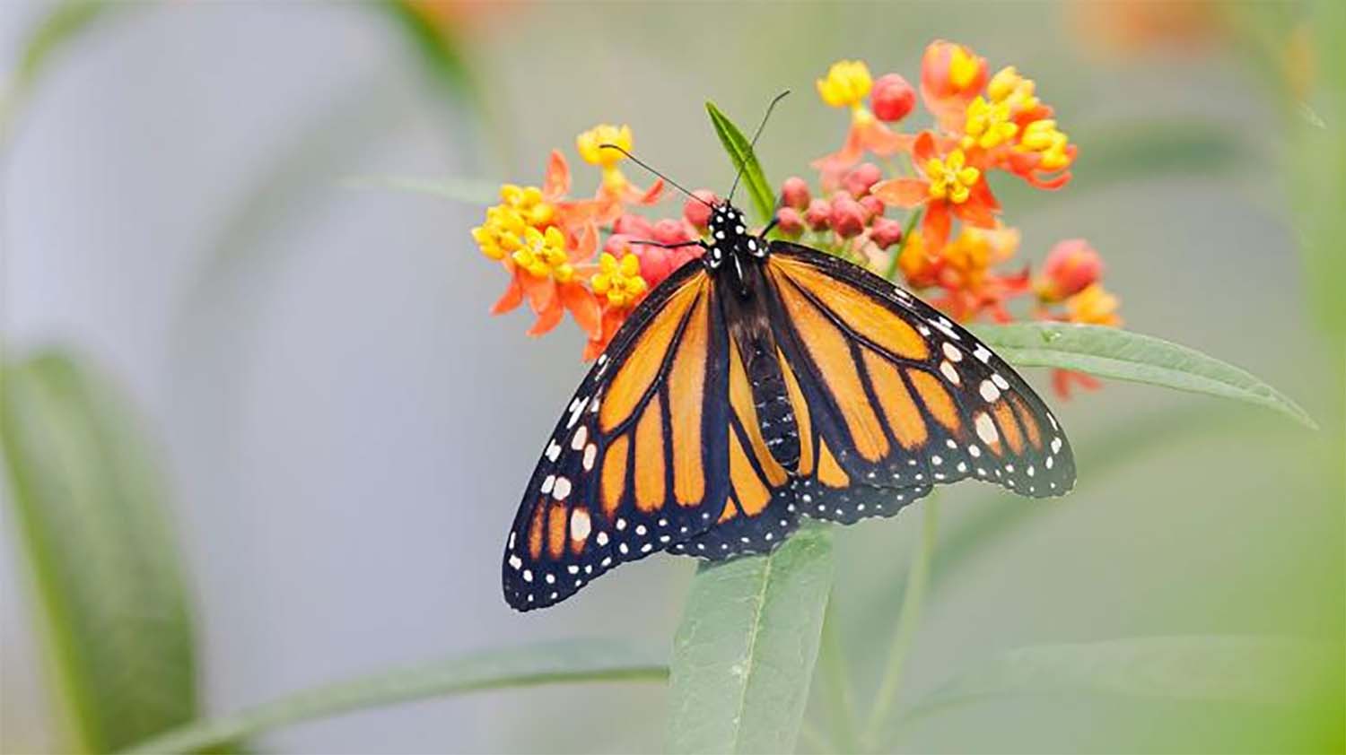 Monarch Butterflies Could Become Extinct if We Don't Take These 3 Steps, Experts Say