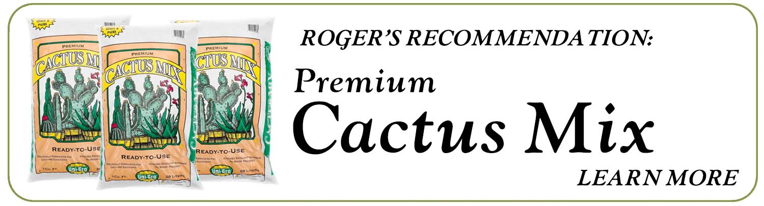 Premium Cactus Mix