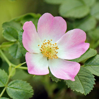 California Wild Rose