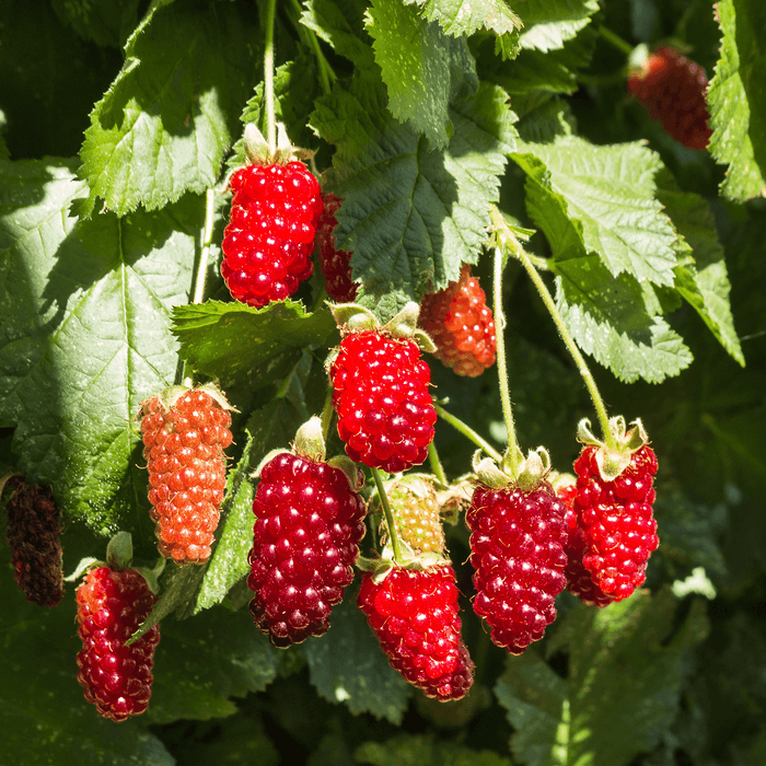 Cane Berries