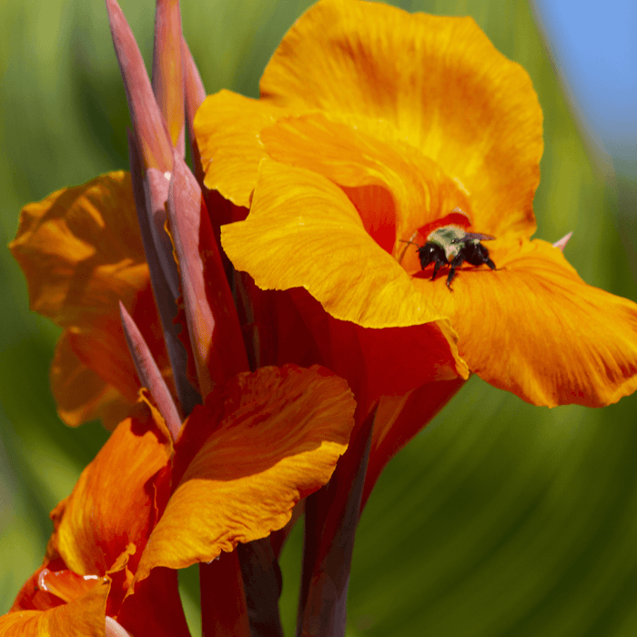 Cannas