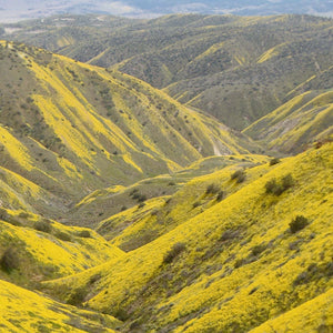 Canyon & Hills Plants