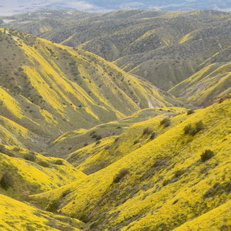 Canyon Hills Plants