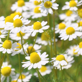 Chamomile