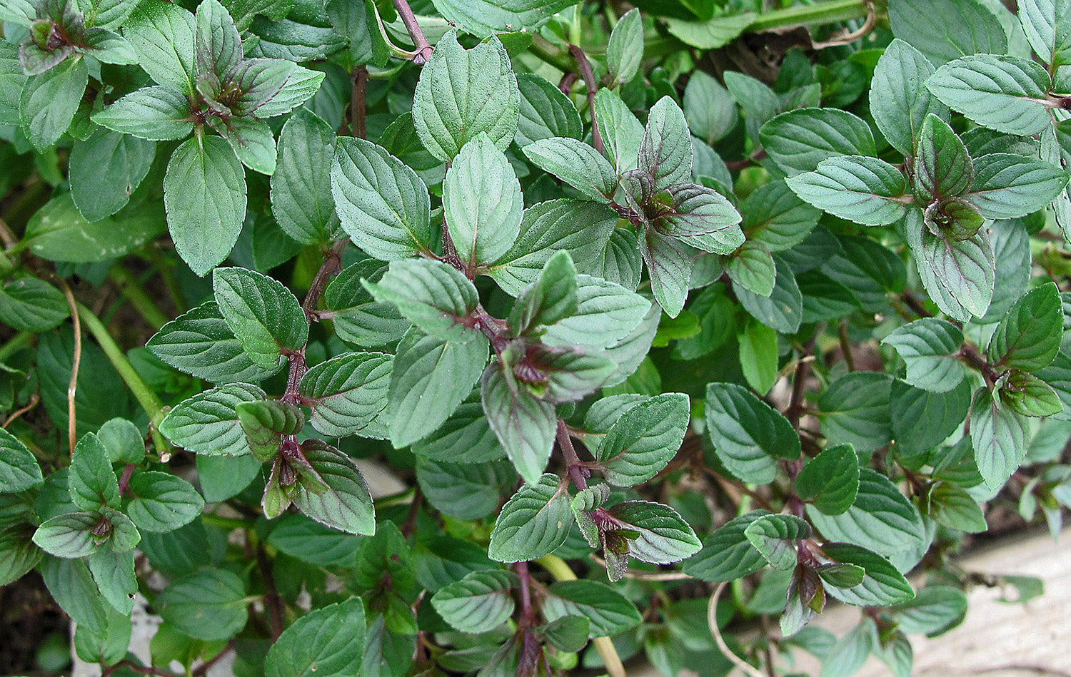 The Cool Cousins of the Herbs You Think You Know