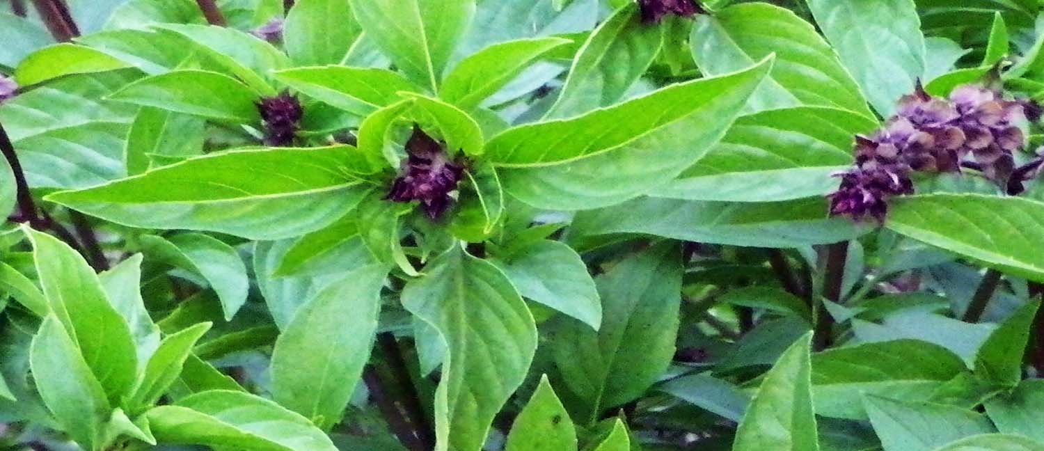 Sun-Kissed Basil: The Top Varieties for Southern California Gardens