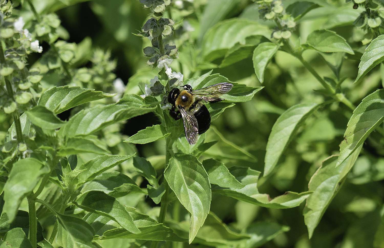 Basil Beyond Pesto