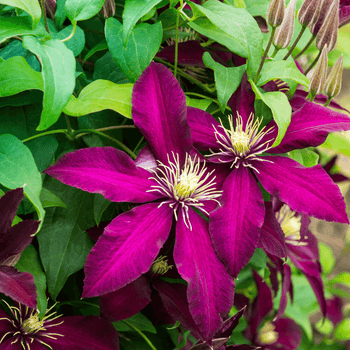 Clematis