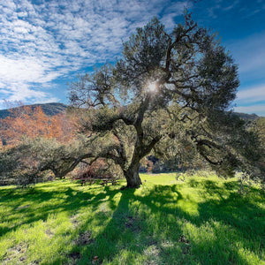 Coast Live Oak