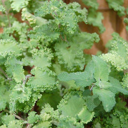 Crispum_Teucrium_Scorodonia