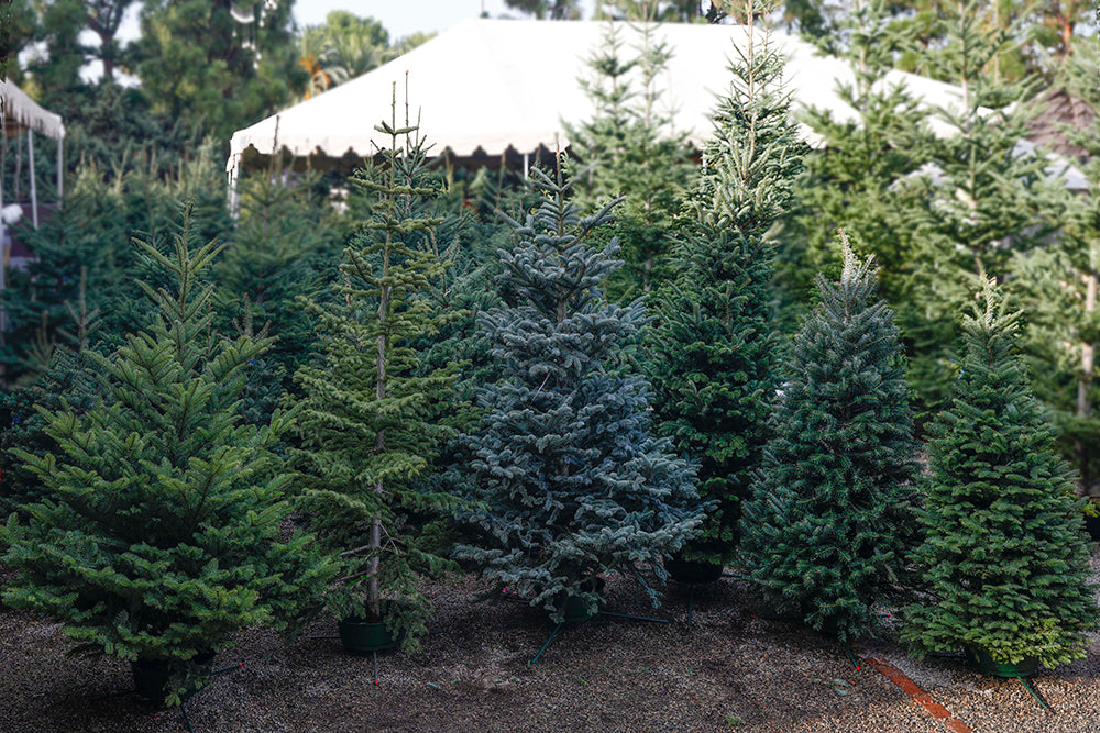 Choosing the Perfect Christmas Tree: A Festive Guide