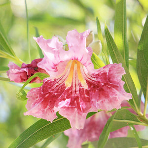 Desert Willow