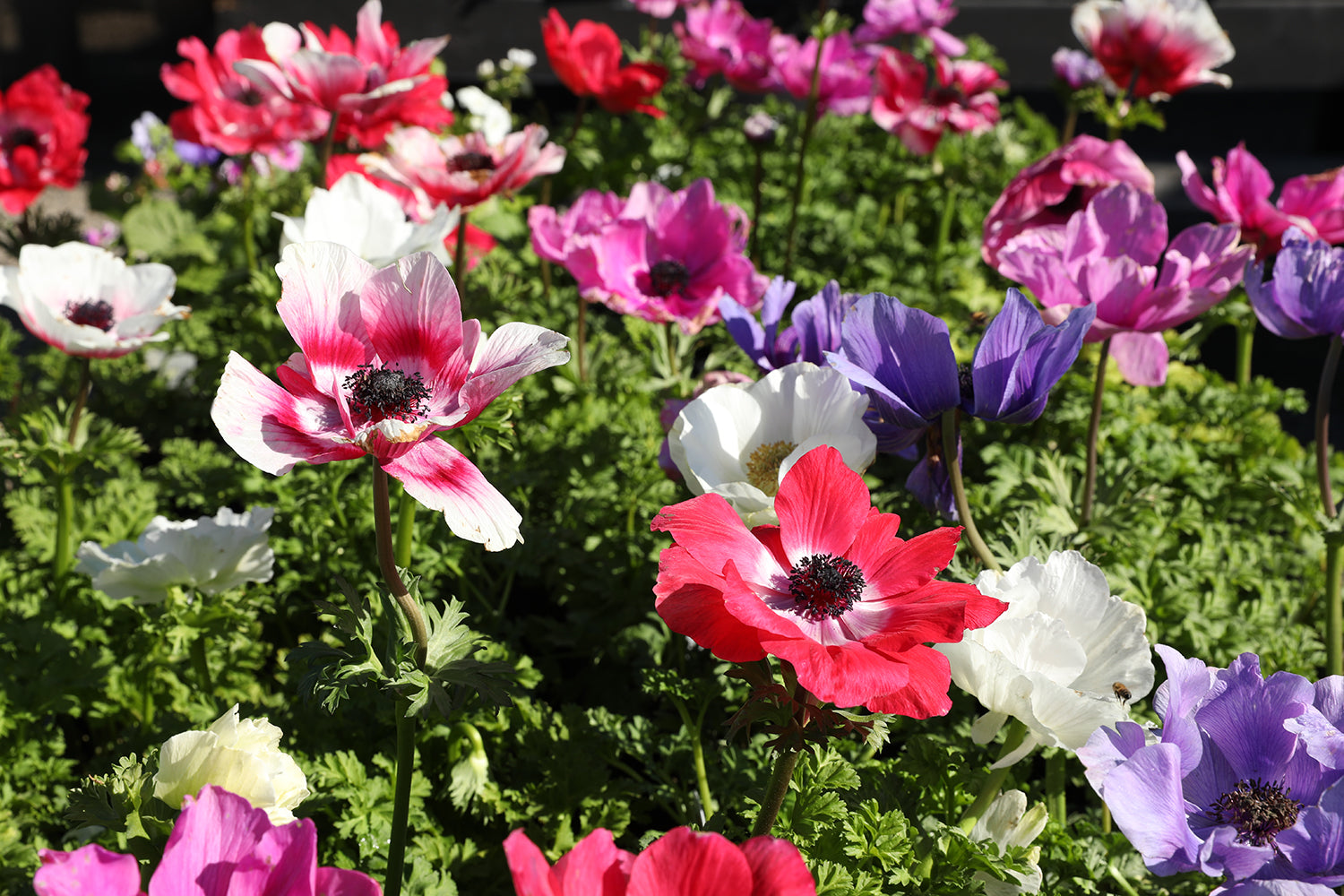 Unveiling the Charm of Italian Anemones: A Floral Jewel in Your Garden