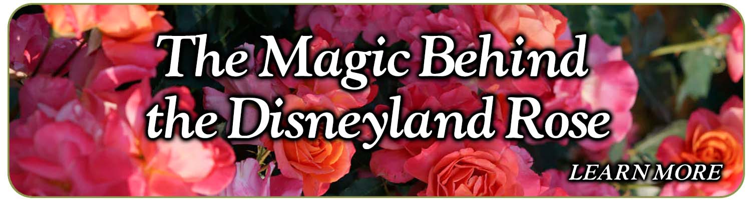 Disneyland Rose Blog