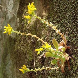 Dudleya stolonifera