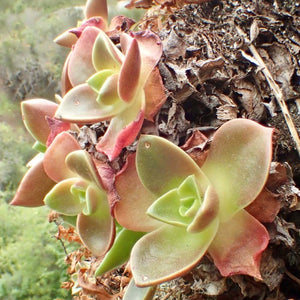 Dudleya stolonifera