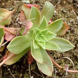 Dudleya stolonifera