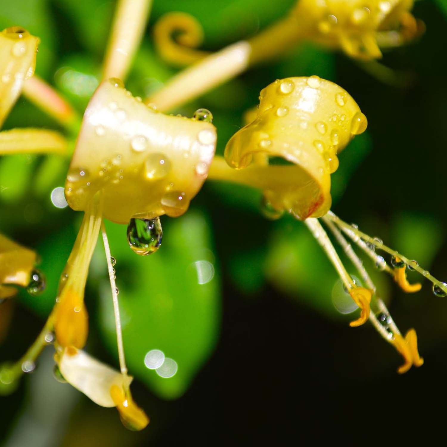 Experience The Flavors of Spring with Fresh Edible Flowers