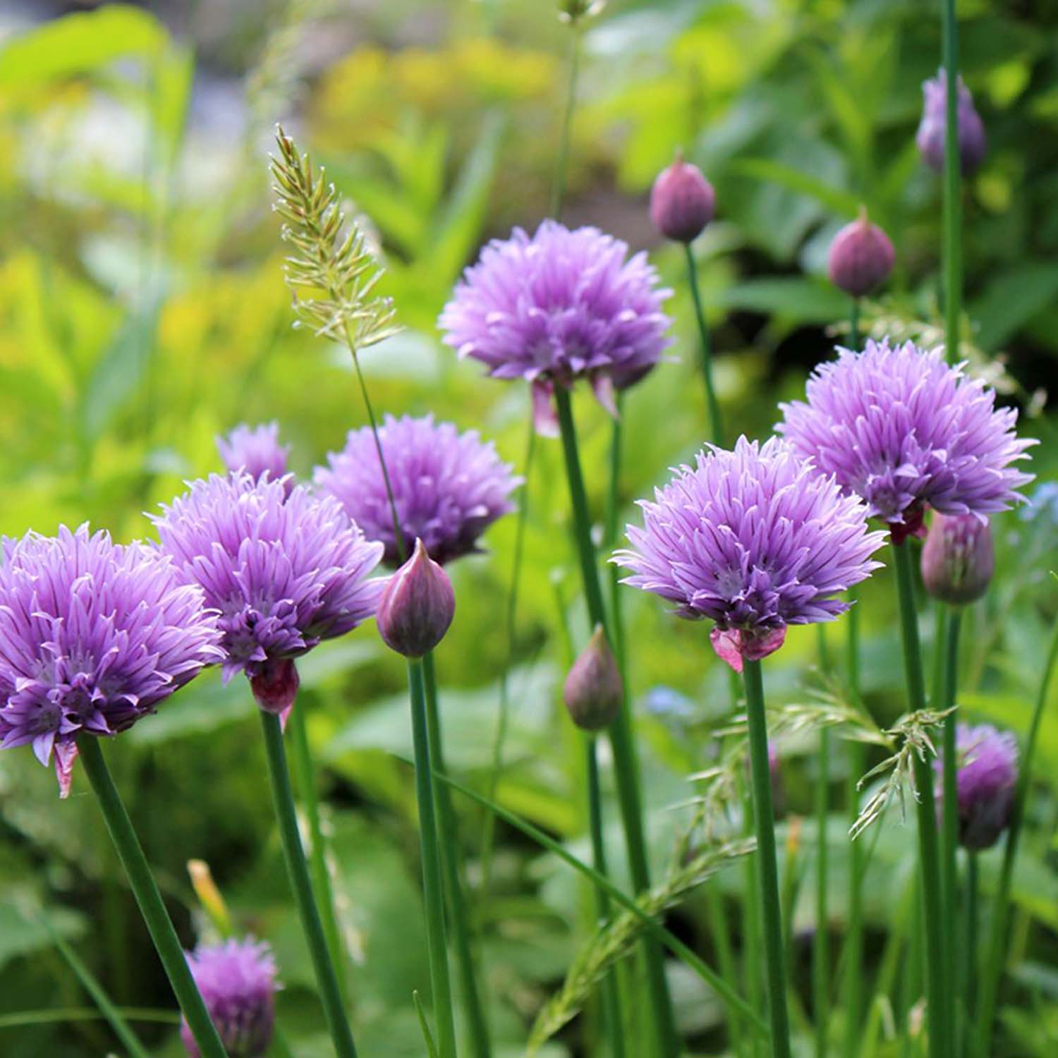 Experience The Flavors of Spring with Fresh Edible Flowers