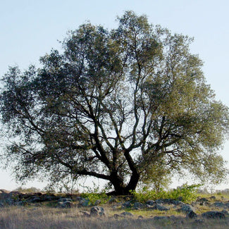 Engelmann Oak