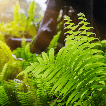 Ferns