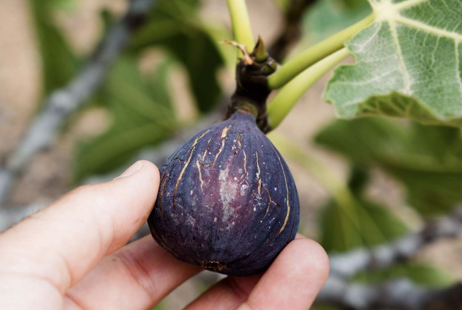 THE FIG AND THE FIG WASP