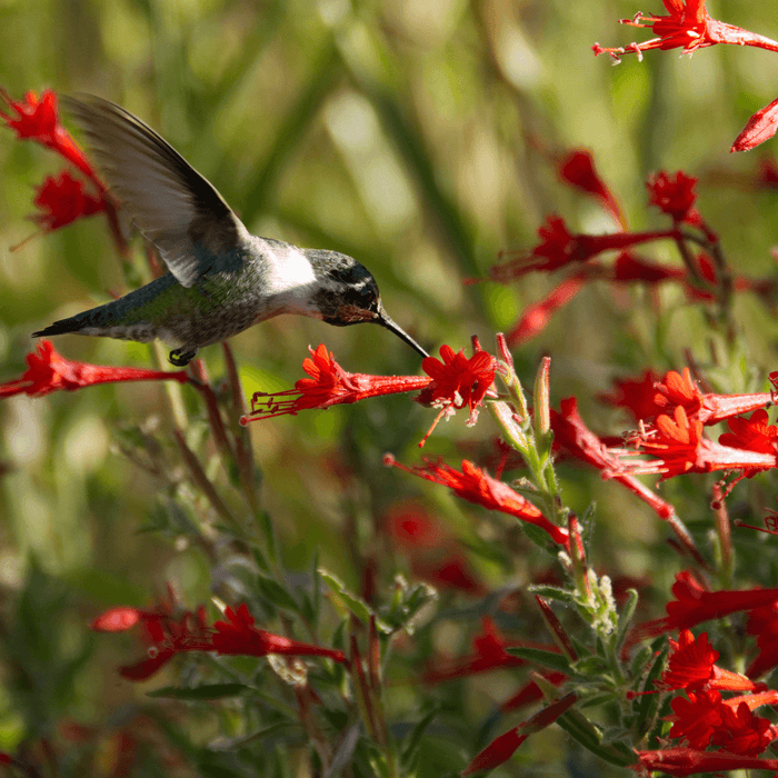 Fuchsias