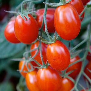 Buy Grape Tomatoes