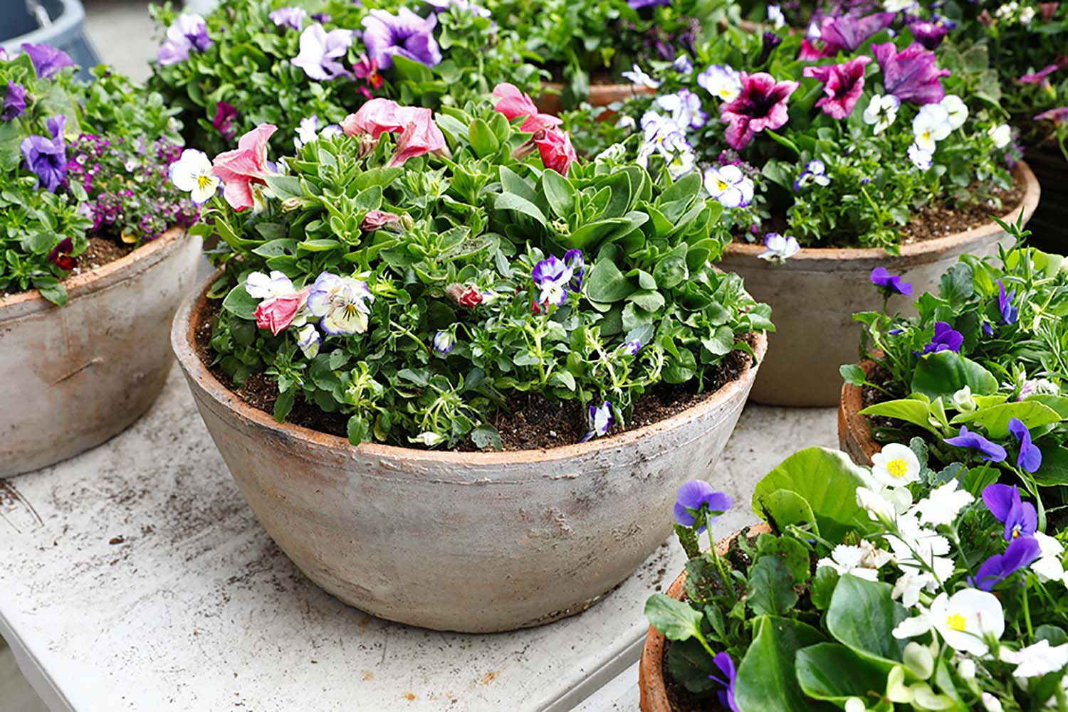 How to Design a Spring Outdoor Container Garden in Southern California