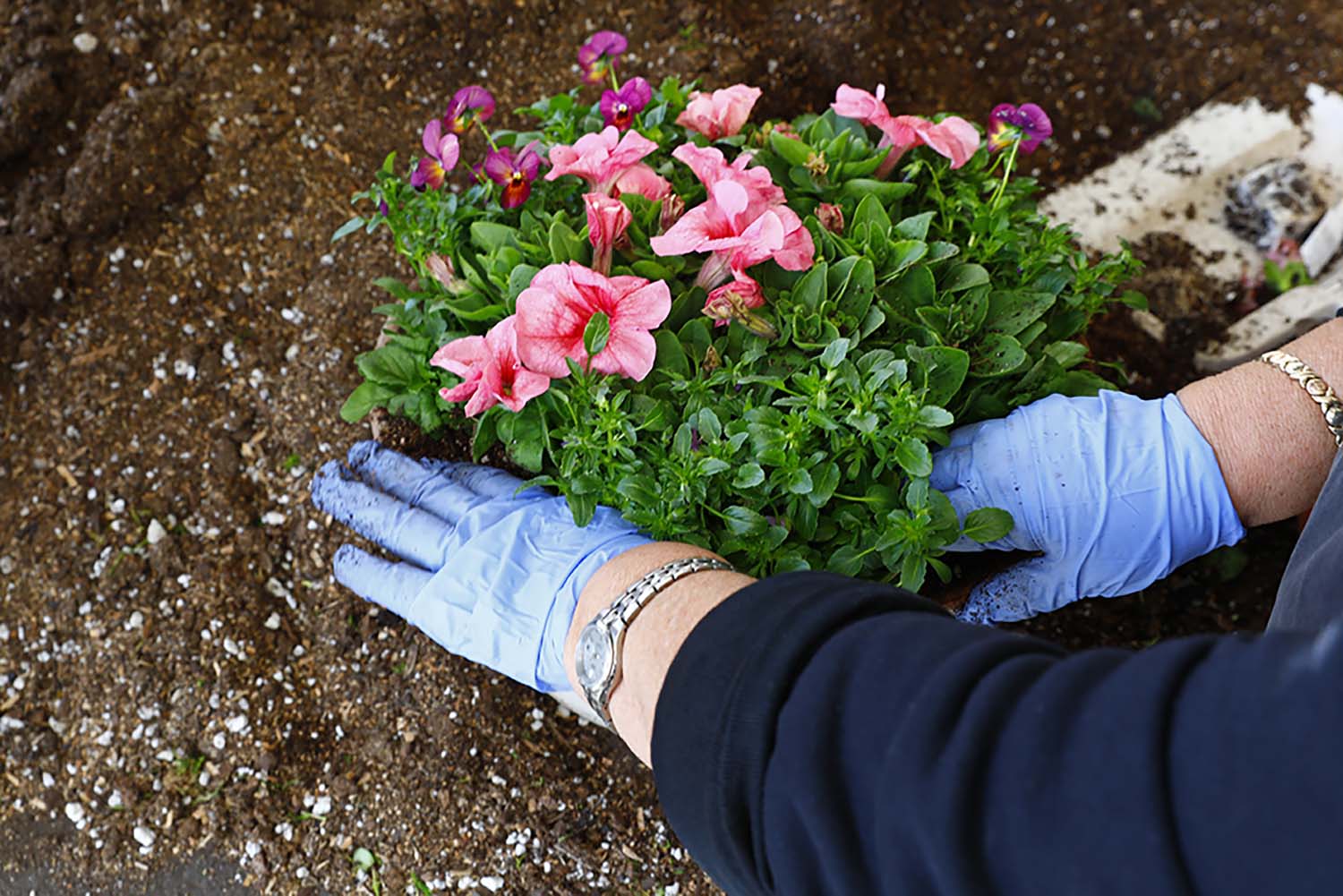 How to Design a Spring Outdoor Container Garden in Southern California