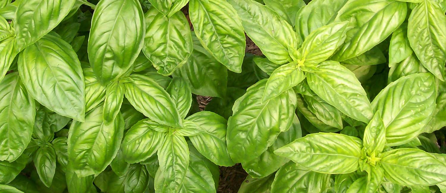 Sun-Kissed Basil: The Top Varieties for Southern California Gardens