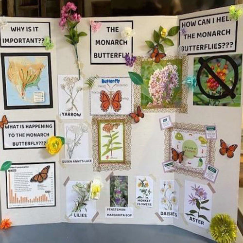 Girl Scouts’ Monarch Butterfly Project - A Roger's Gardens Story