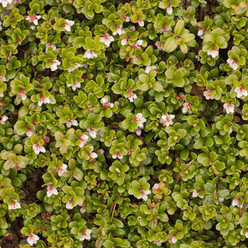 Groundcovers