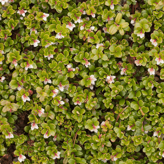 Groundcovers