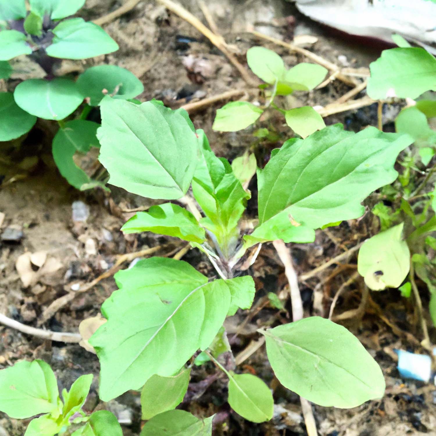 A Guide to the Benefits of Herbalism and Sustainable Living