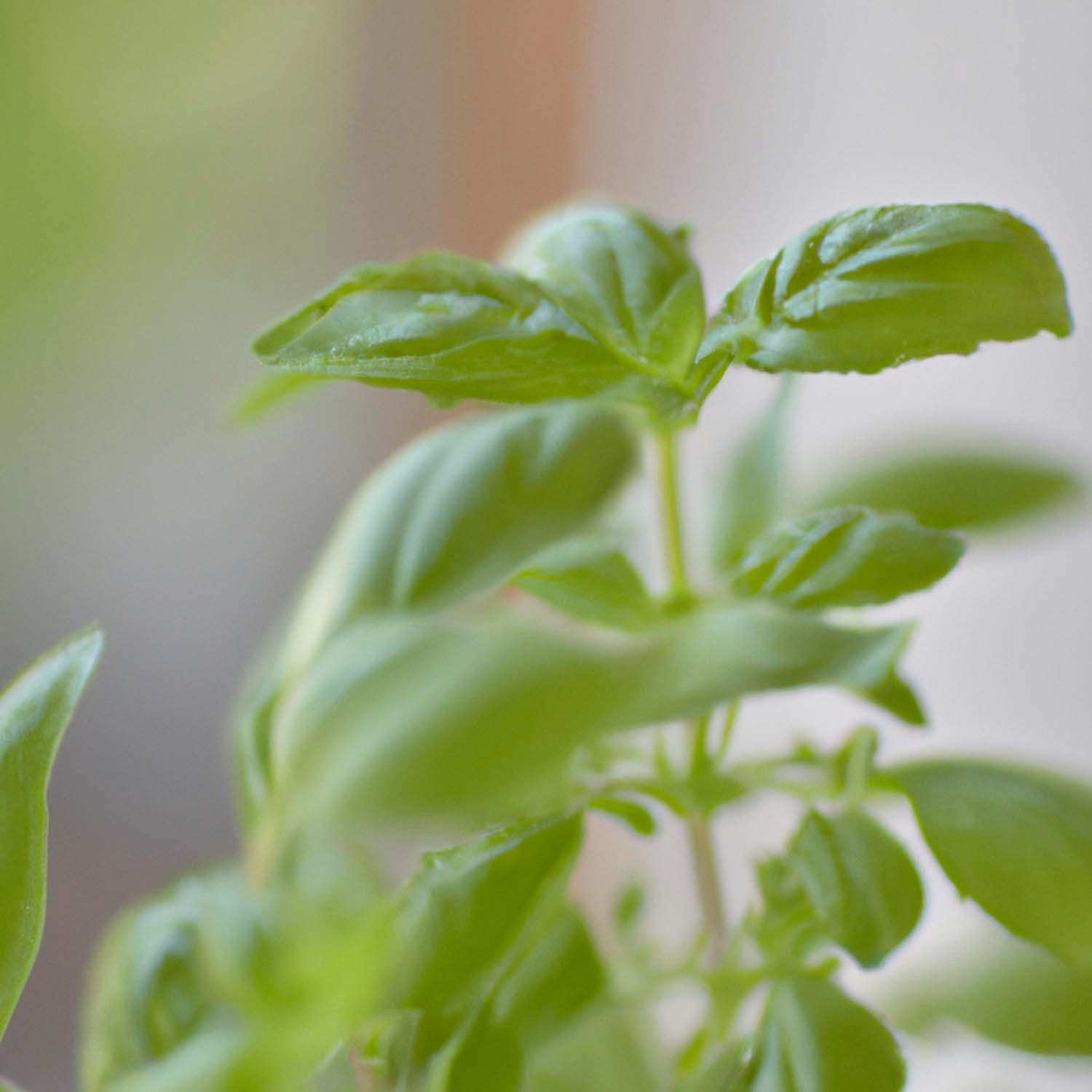 The Art and Science of Growing Herbs: A Beginner's Guide