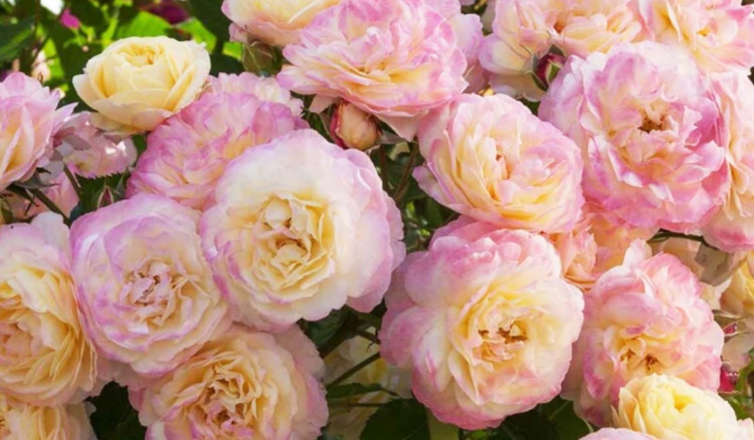 Uptown Girl Rose: A Gardeners' Delight