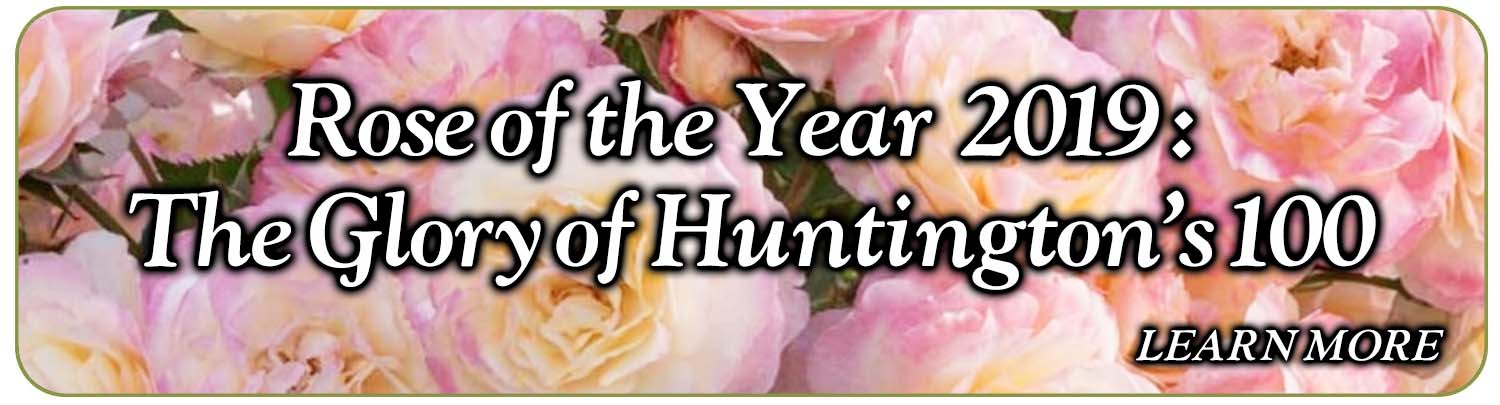 Rose of the Year: Huntington's 100th Blog