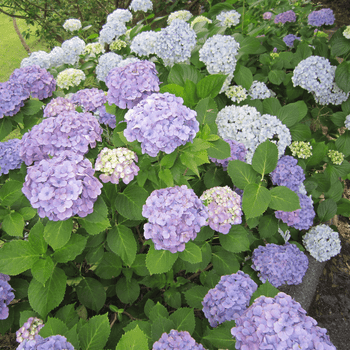 Hydrangeas