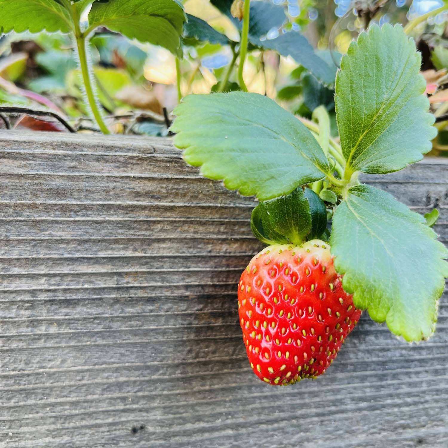 Fresh Strawberries