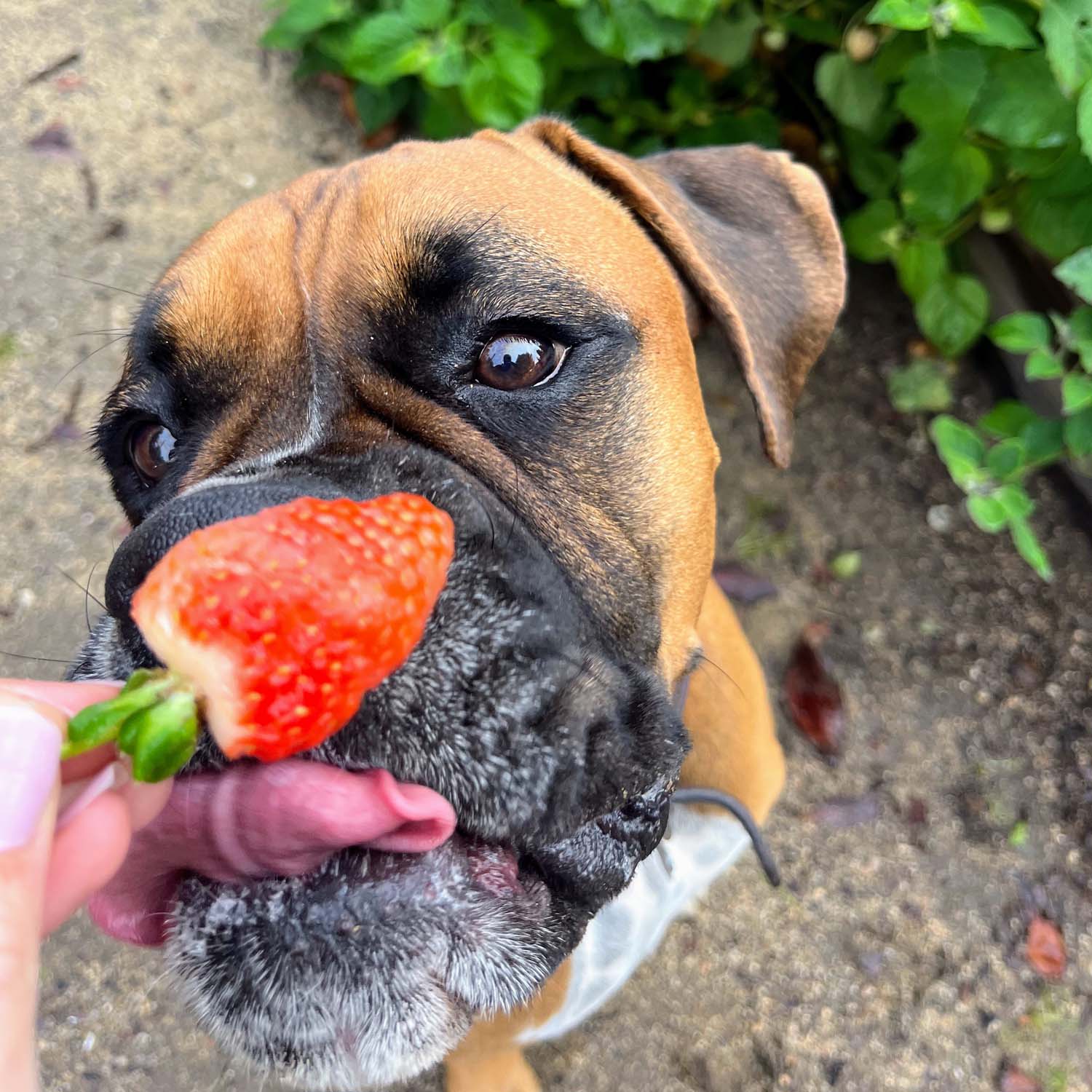 Fresh Strawberries